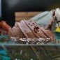 Destroyed Galleon Diorama Sea of Thieves Destroyed Galleon Diorama Sea of Thieves